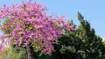 blossoming tree with redbud pink flowers Cercis siliquastrum, tree branches moving in the wind on a sunny spring day with blue sky, floral springtime background video