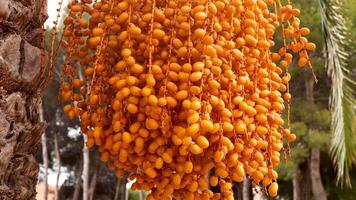 close-up of bunch of yellow dates on palm tree in park video