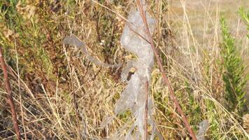 close-up of torn plastic bag wrapped around bush branch, environmental pollution concept, plastic polyethylene garbage video