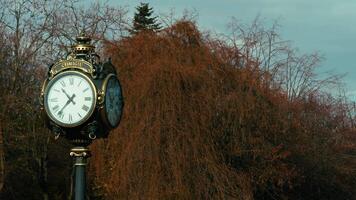 Orange Tree Behind The Clock In Bucharest video