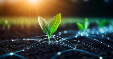 Modern agricultural practices use technology to improve crop selection and growth. In a vibrant field, a young plant thrives with digital connections symbolizing innovation and data integration. photo