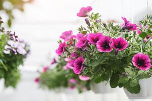 Bright pink petunias in greenhouse. Plants in white pots in daylight in interior of orangery, close up, free space photo