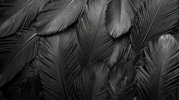 Black feathers on a black background photo