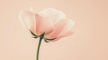A single pink flower with soft petals rises on a slender stem, creating an elegant focal point against a gentle pastel backdrop, evoking feelings of tranquility and renewal photo