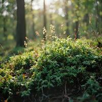 A small plant in the forest with sunlight shining through photo