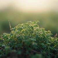 A small plant in a field with blurry background photo