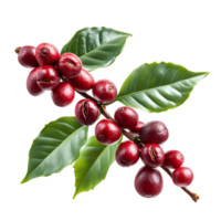 Lush Coffee Bean Branch with Detailed Leaf Texture png