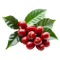 Fresh Coffee Beans on a Tree Branch Isolated png