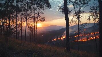 A forest fire is burning in the background photo