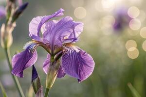 a purple iris is in the foreground of a field photo