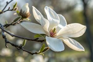 a white magnolia flower blooming in the spring photo