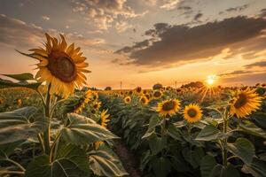 sunflowers in a field at sunset nature photo