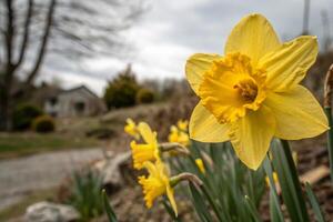 a yellow daffodil blooming in front of a house photo