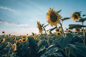 sunflowers in a field with blue sky photo