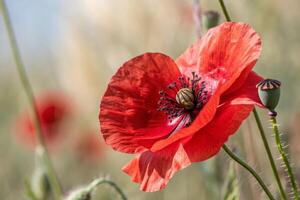 a red poppy is in the middle of a field photo