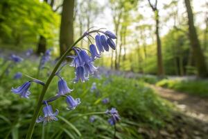bluebells in the woods photo