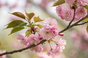 cherry blossoms are blooming in the spring photo