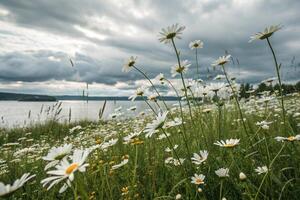daisies in the grass by the lake photo