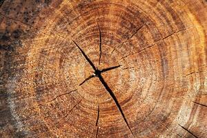 Wood abstract texture. Surface grunge wooden effect pattern. Material background. photo