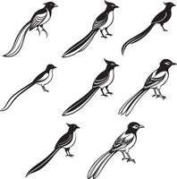 Paradise line bird design image vector