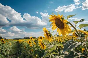 sunflowers in a field under a blue sky photo