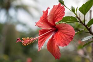 a red hibiscus flower is in bloom photo