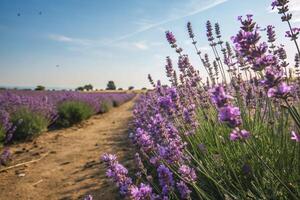 lavender fields in the sun photo