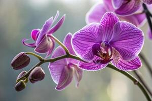 purple orchid with blurry background photo