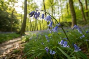 bluebells in the woods with nature photo