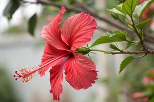 a red flower is blooming on a tree photo