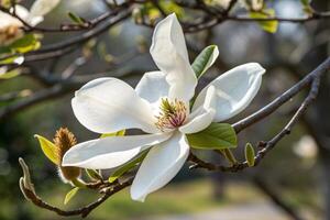 a white magnolia flower is blooming on a tree photo