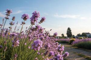 lavender fields in the countryside photo