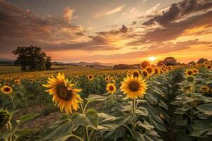 sunflowers in a field at sunset photo