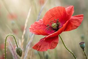 a red poppy is in a field with grass photo