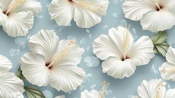 White hibiscus flowers on blue background photo