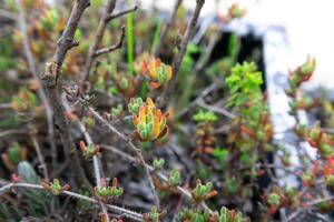 Close-up of Colorful Succulent Plant with Soft Focus Background photo
