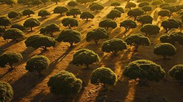 An aerial view of trees in a field photo