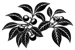 Elegant Black and White Botanical Illustration of a Branch with Berries and Leaves vector