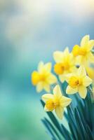 Bright yellow daffodils in full bloom photo