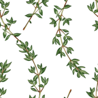 Watercolor seamless pattern with thyme branches. Perfect for packaging, textiles, backgrounds, menus, and gastronomic design. Natural botanical style. png