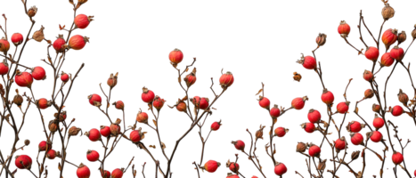 Flat Lay of Dried Rose Hips and Branches Isolated on Transparent Background png