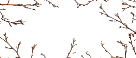 Spring Twigs with Budding Leaves Arranged in a Decorative Frame on a Transparent Background png