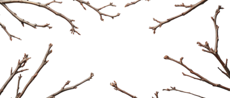 Flat Lay of Dried Tree Twigs and Budding Branches Arranged as a Natural Frame on a Transparent Background png