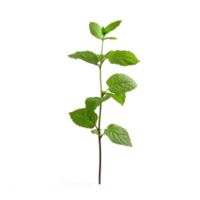 a plant with leaves on it, ,on a transparent background png