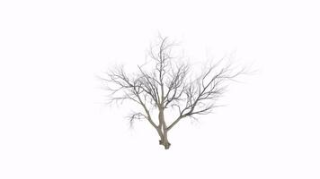 Realistic 3d rendering of a barren tree with intricate branches video