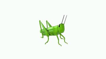 Realistic 3D rendering of a green grasshopper on a white background video