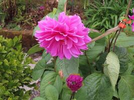 Vibrant Pink Dahlia in a Garden photo