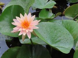 Water Lily Blooming photo