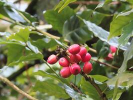 Cluster of Red Coffee Cherries on Plant photo