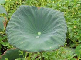 Close-Up of Lotus Leaf with Water Droplet photo